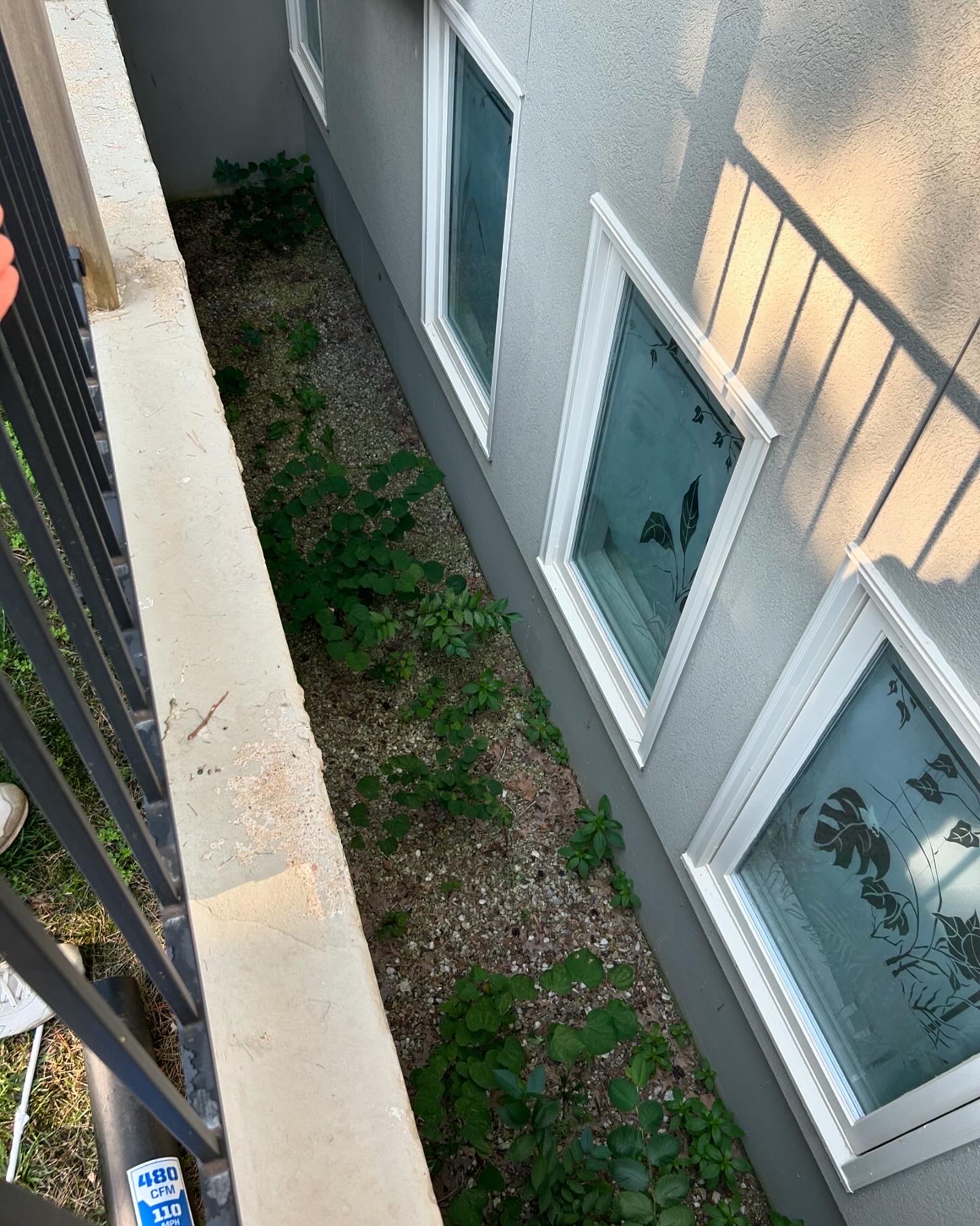 Overgrown yard before weeding